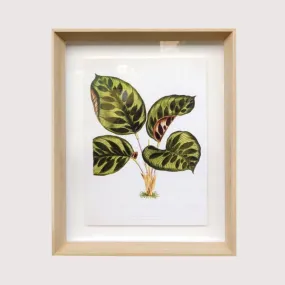 Framed Print - Calathea Makoyana