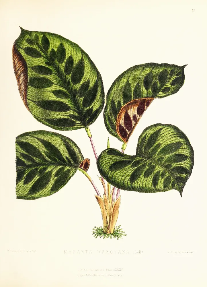 Framed Print - Calathea Makoyana
