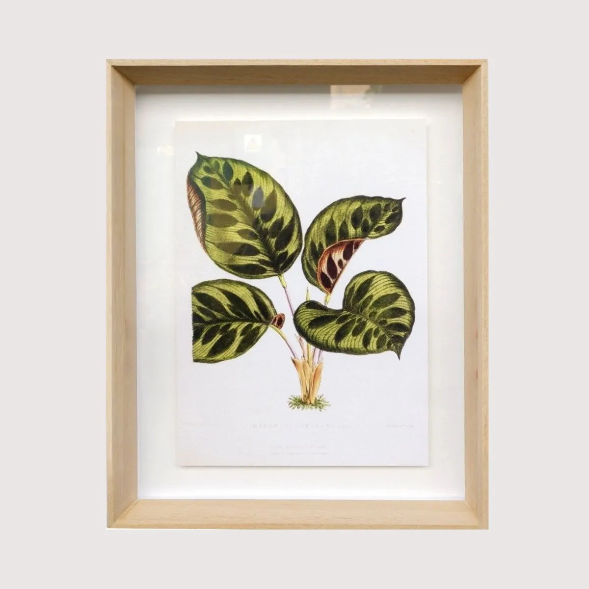 Framed Print - Calathea Makoyana