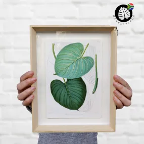 Framed Print - Philodendron Eximium Leaf