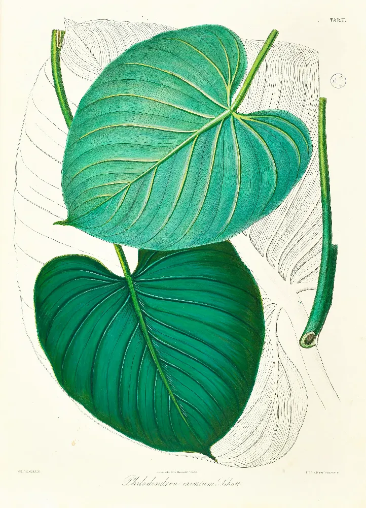 Framed Print - Philodendron Eximium Leaf