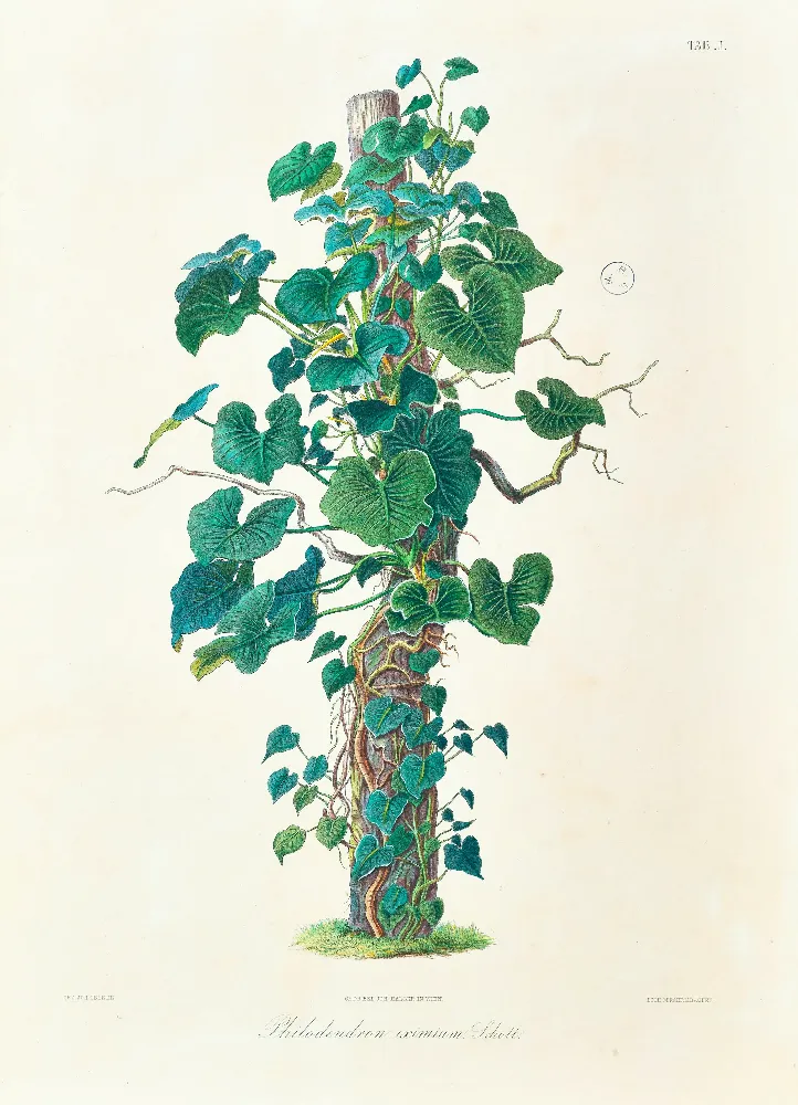 Framed Print - Philodendron Eximium Specimen