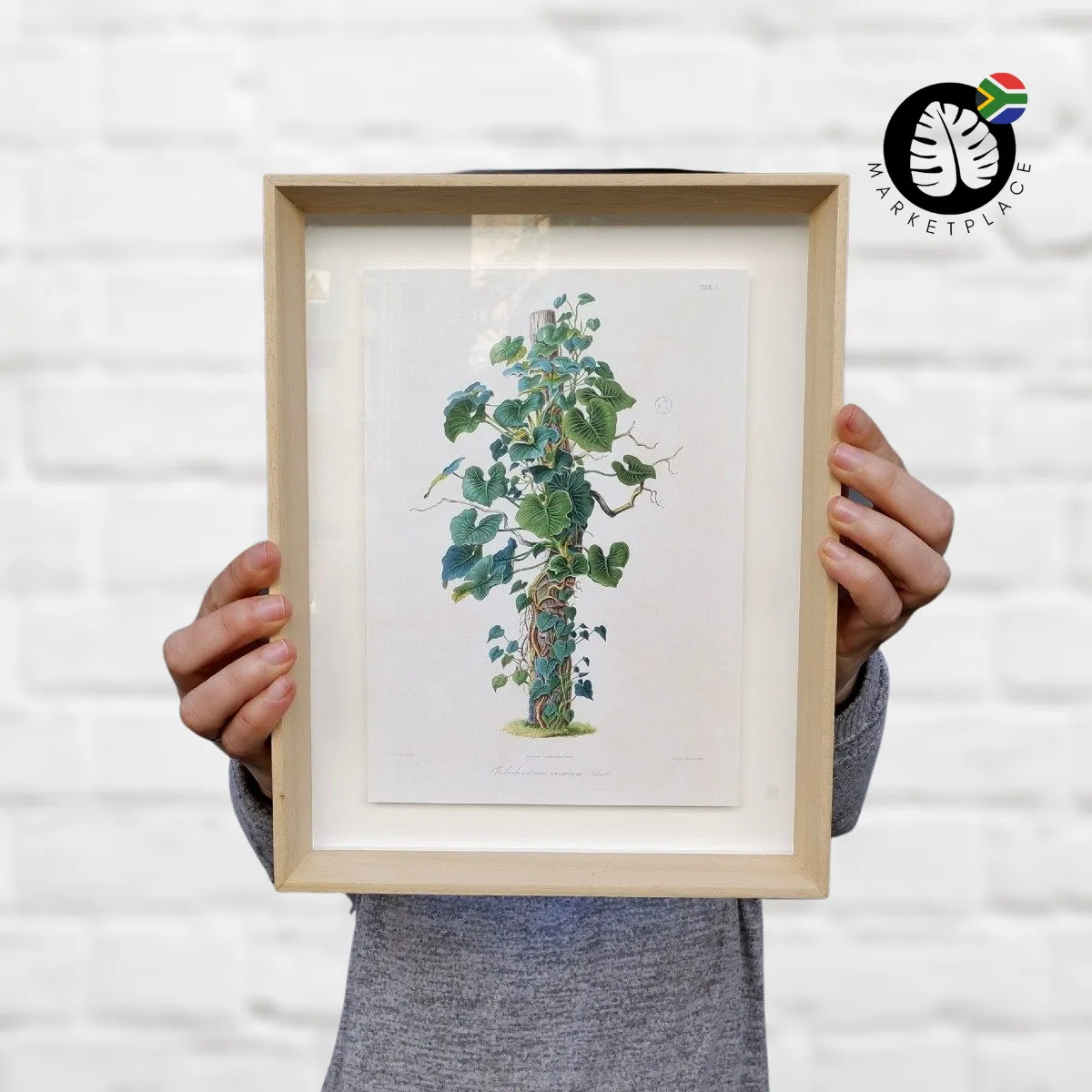 Framed Print - Philodendron Eximium Specimen