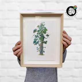 Framed Print - Philodendron Eximium Specimen