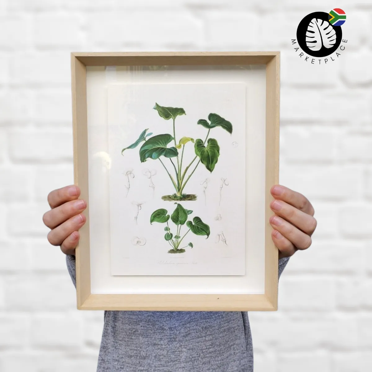 Framed Print - Philodendron Juvenile Plant