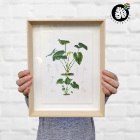 Framed Print - Philodendron Juvenile Plant