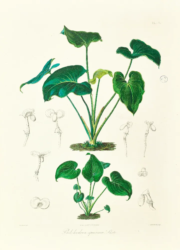 Framed Print - Philodendron Juvenile Plant