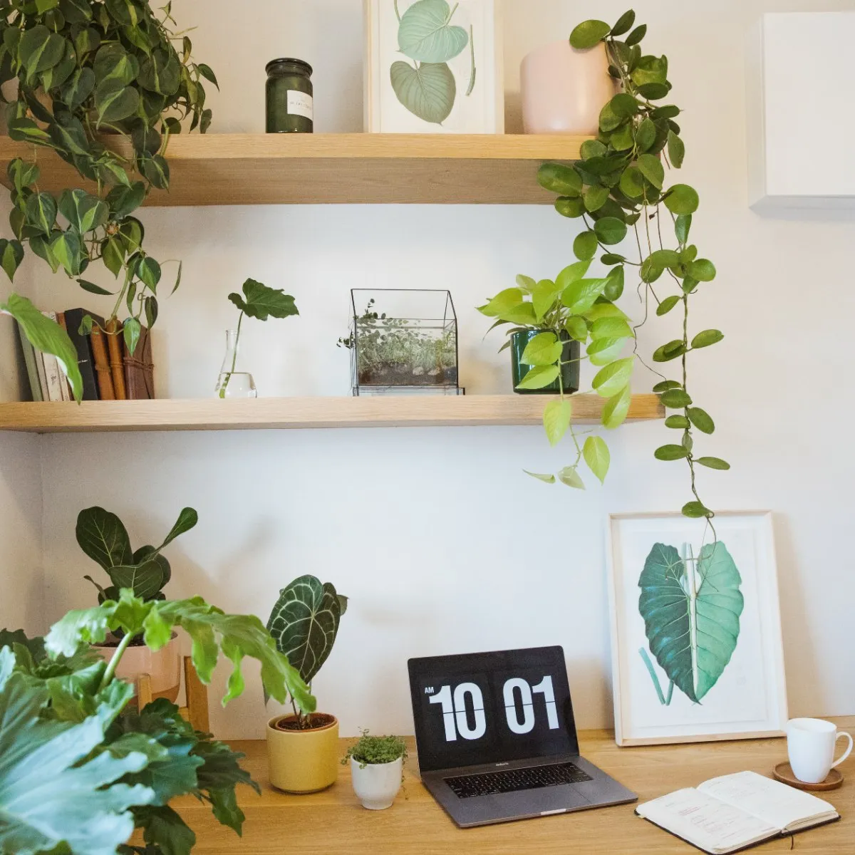 Framed Print - Philodendron Leaf