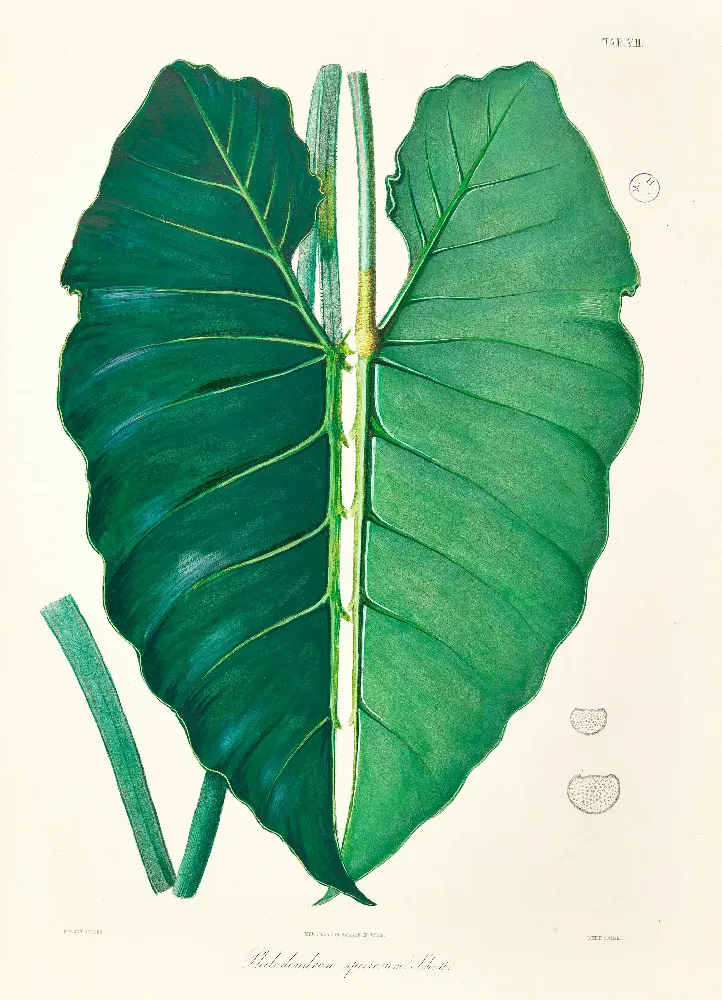 Framed Print - Philodendron Leaf