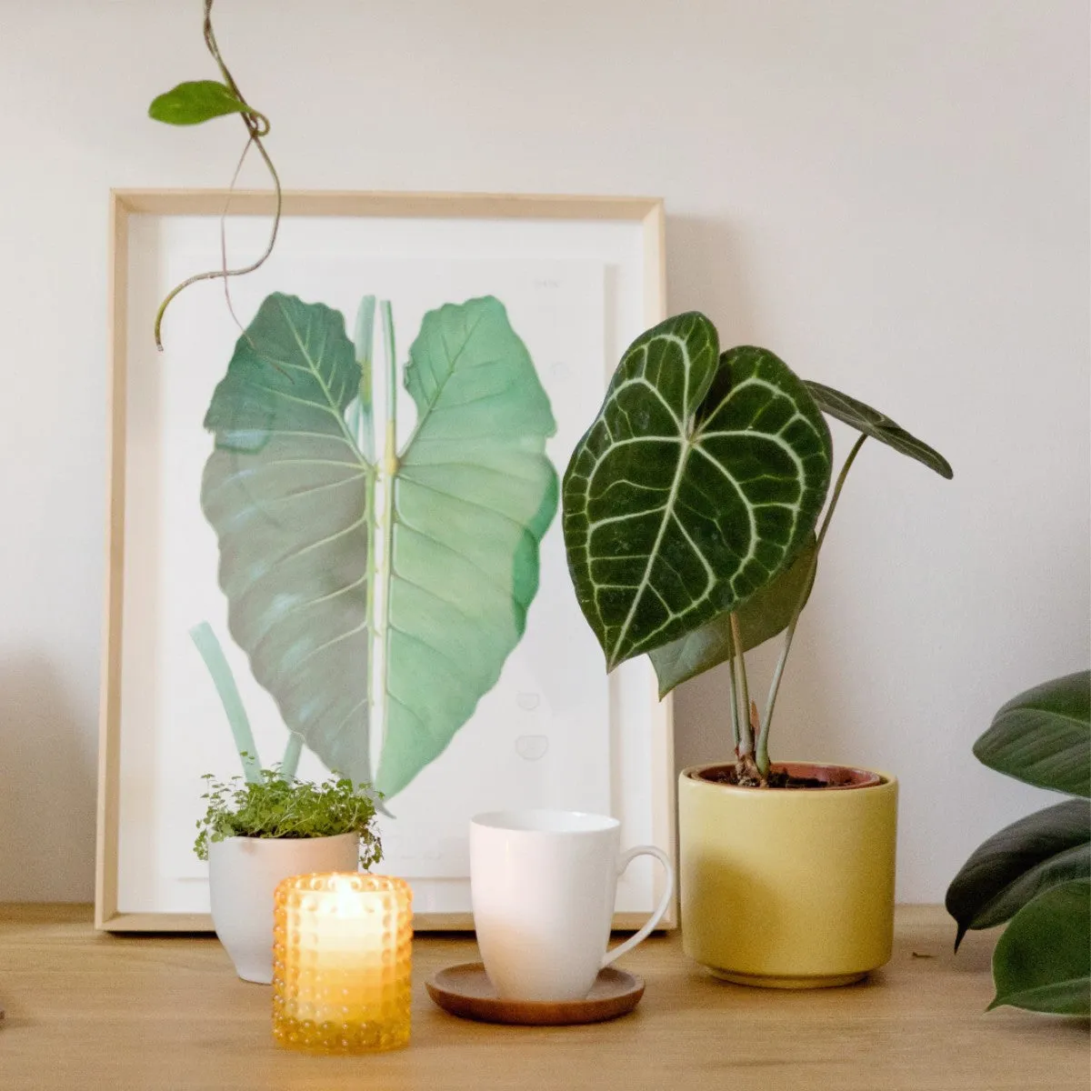 Framed Print - Philodendron Leaf