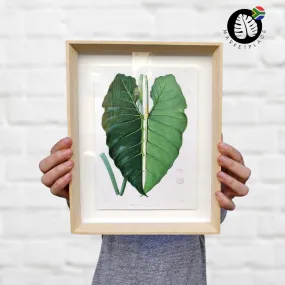 Framed Print - Philodendron Leaf