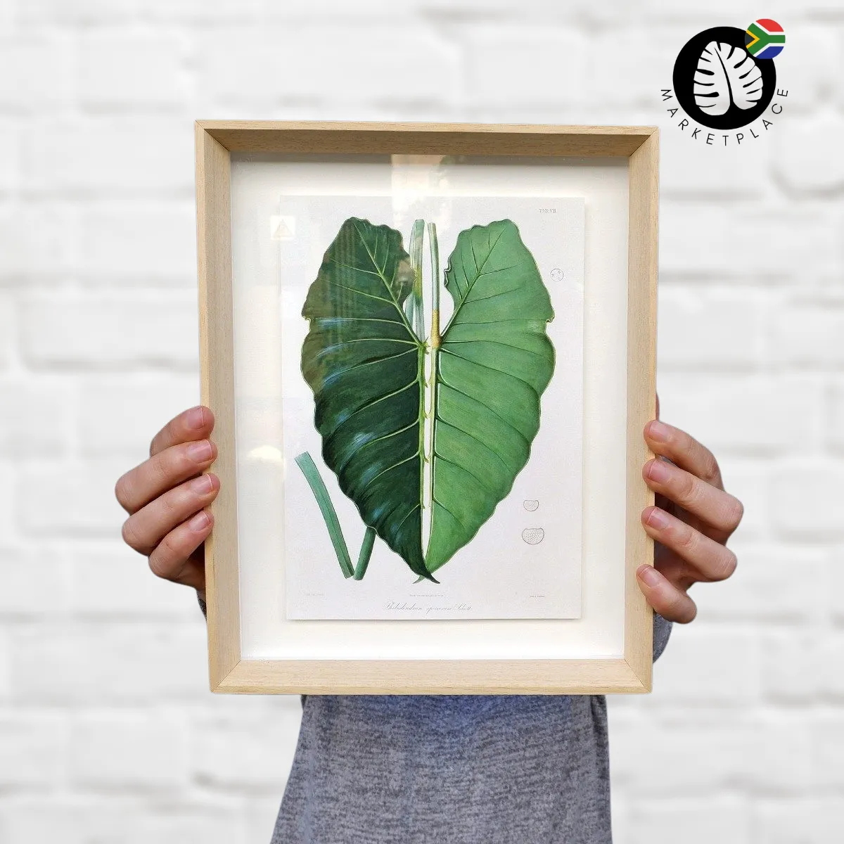 Framed Print - Philodendron Leaf