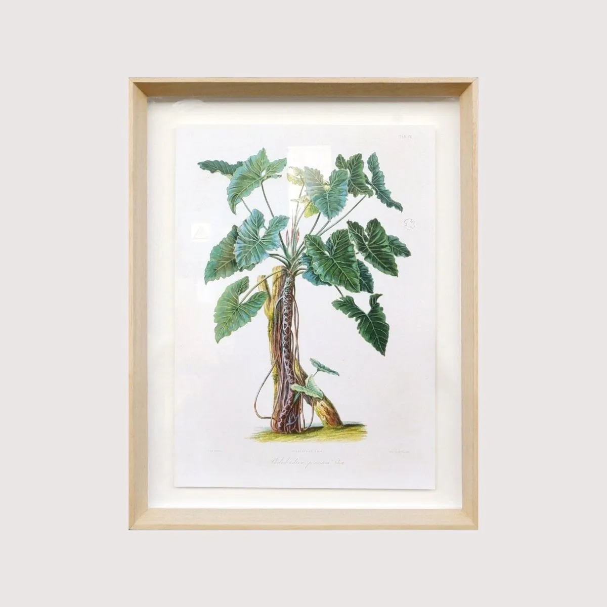 Framed Print - Philodendron Specimen Plant