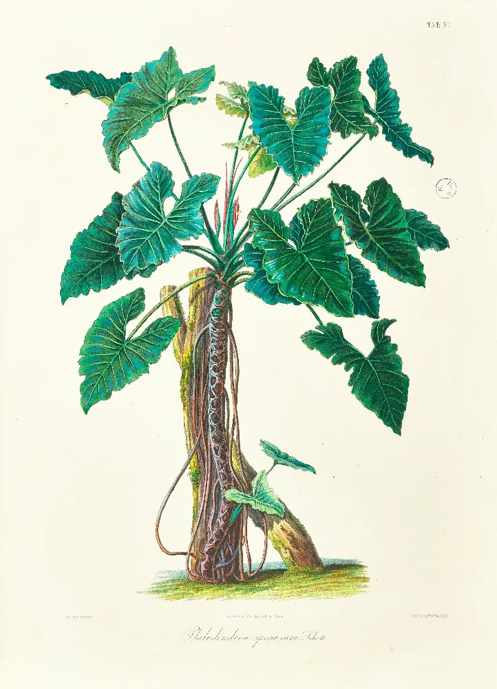 Framed Print - Philodendron Specimen Plant