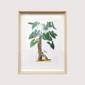 Framed Print - Philodendron Specimen Plant