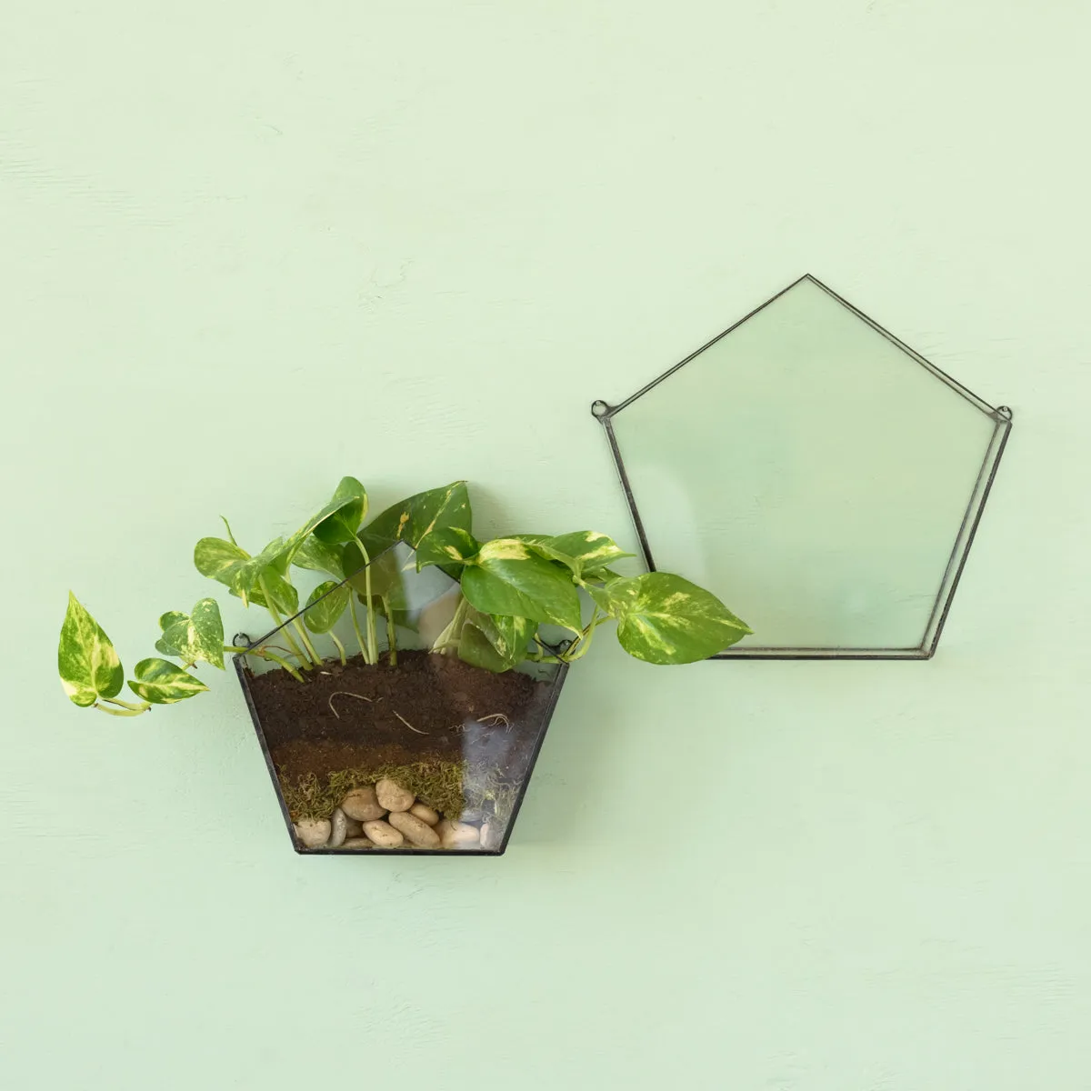 Wall Terrarium - Pentagon