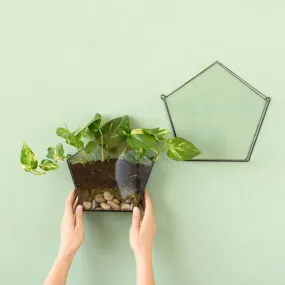 Wall Terrarium - Pentagon
