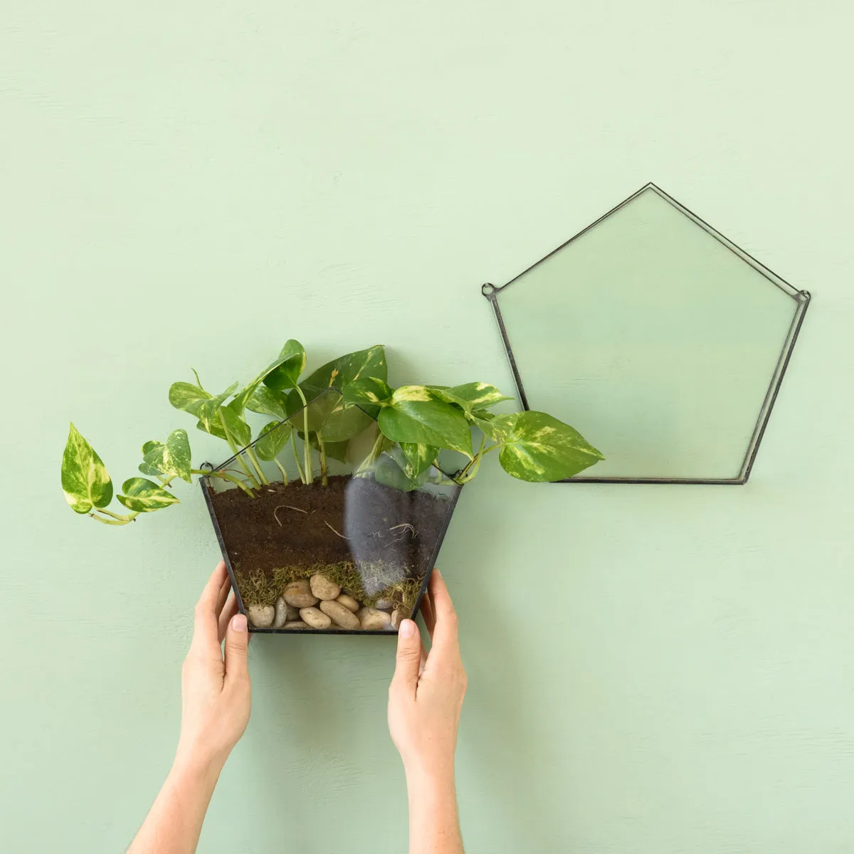 Wall Terrarium - Pentagon